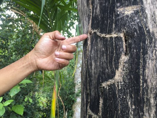 nguon-goc-cua-tram-huong-cac-loai-cac-tram-huong-tren-thi-truong (1)