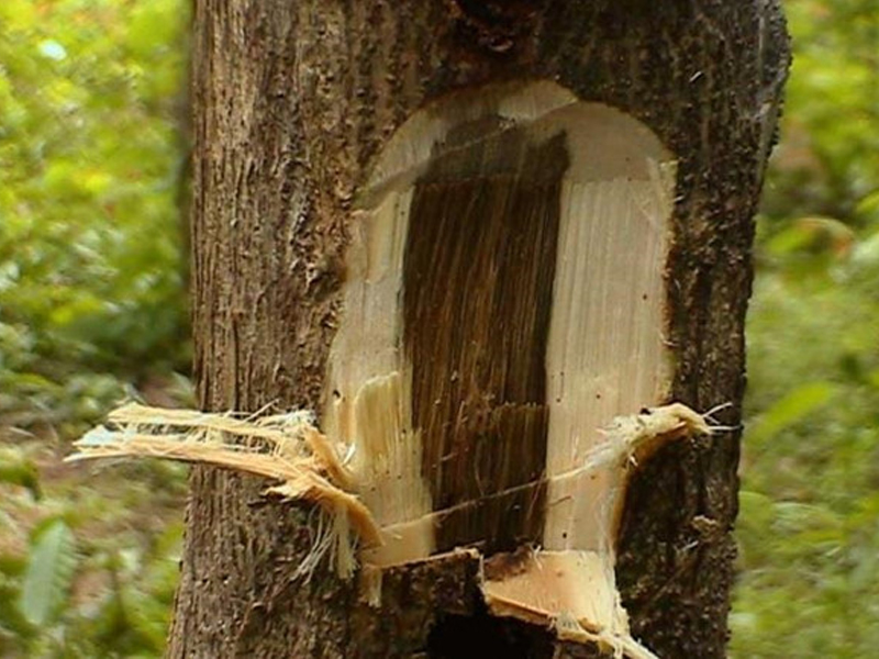 Tác Hại Của Trầm Hương - Có thể bạn chưa biết (1)