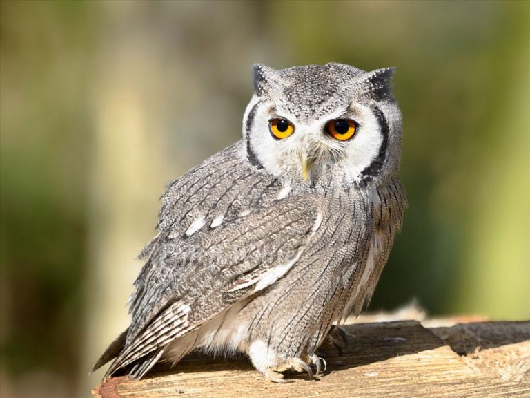 nhung-diem-bao-may-man-va-xui-xeo-ban-can-luu-y-h17