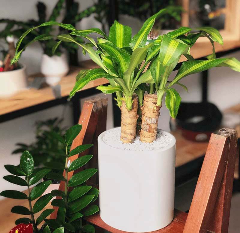 top-5-cay-phong-thuy-trong-nha-giup-gia-chu-nhanh-giau-h1