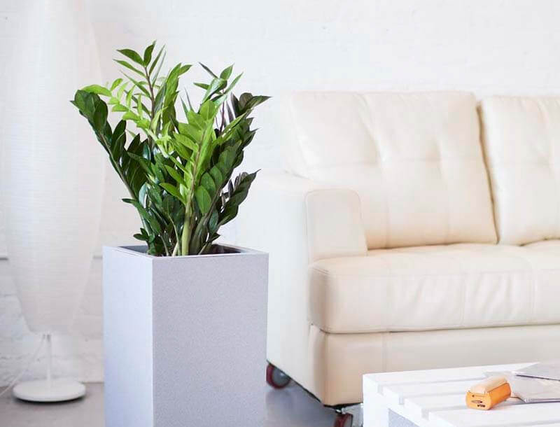 top-5-cay-phong-thuy-trong-nha-giup-gia-chu-nhanh-giau-h3