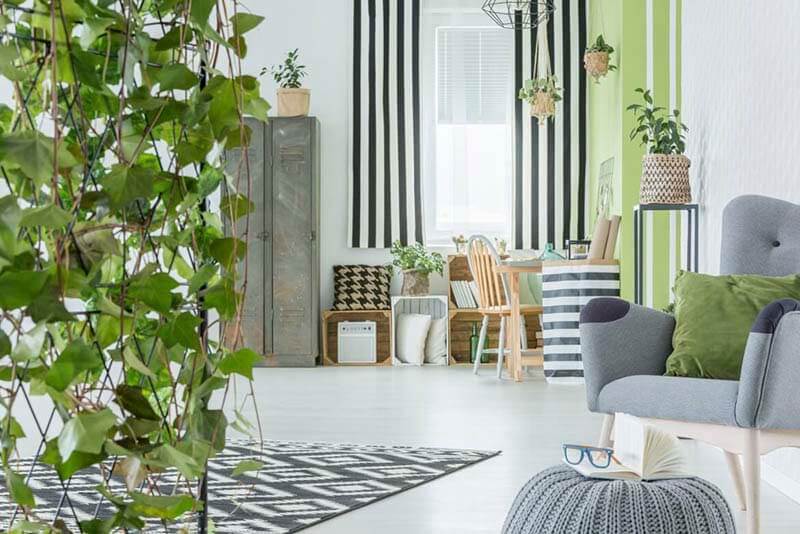 top-5-cay-phong-thuy-trong-nha-giup-gia-chu-nhanh-giau-h4