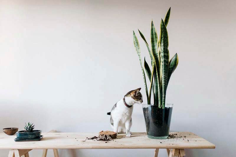 top-5-cay-phong-thuy-trong-nha-giup-gia-chu-nhanh-giau-h5