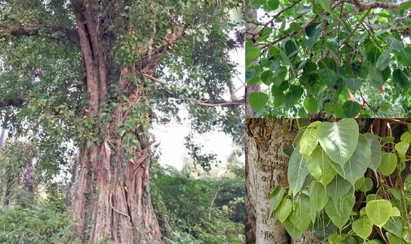 y-nghia-la-bo-de-tam-phat-trong-phong-thuy-1